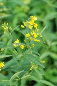 Attēlu rezultāti vaicājumam “Lysimachia vulgaris”