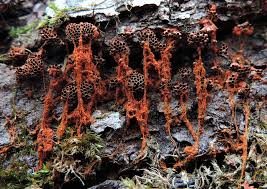 Attēlu rezultāti vaicājumam “Metatrichia sp.”