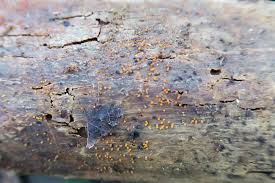 Attēlu rezultāti vaicājumam “Nectria peziza”