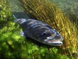 Image result for Salmo pellegrini