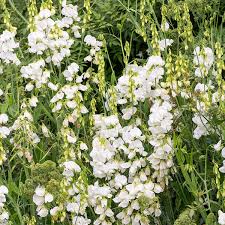 Attēlu rezultāti vaicājumam “Lathyrus latifolius flower”
