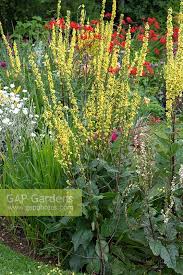 Attēlu rezultāti vaicājumam “Verbascum nigrum”