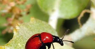 Attēlu rezultāti vaicājumam “Attelabus nitens”