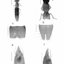 Attēlu rezultāti vaicājumam “Aphodius sp. imago”