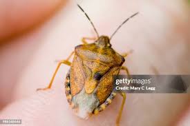 Attēlu rezultāti vaicājumam “Carpocoris sp. nymph”