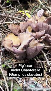 Attēlu rezultāti vaicājumam “Gomphus clavatus”