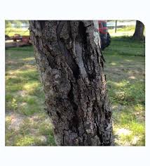 Attēlu rezultāti vaicājumam “Trichia botrytis var. cerifera macro”