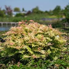 Attēlu rezultāti vaicājumam “Sorbaria sorbifolia fruit”
