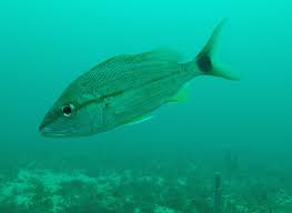 Image result for Haemulon aurolineatum