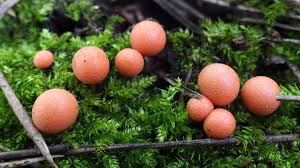 Attēlu rezultāti vaicājumam “Lycogala leopardinum macro”