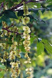 Attēlu rezultāti vaicājumam “Pterocarya fraxinifolia flower”