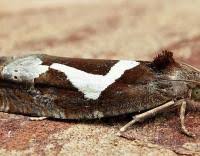 Attēlu rezultāti vaicājumam “Epiblema foenella”