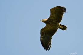 Attēlu rezultāti vaicājumam “Aquila pomarina”