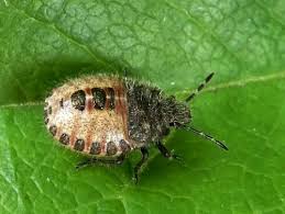 Attēlu rezultāti vaicājumam “Elasmostethus interstinctus nymph”