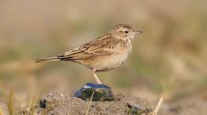 Image result for Anthus godlewskii