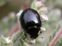 Attēlu rezultāti vaicājumam “Coccinella hieroglyphica”