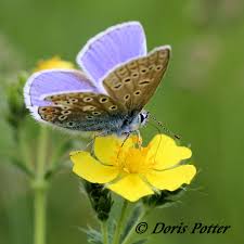 Attēlu rezultāti vaicājumam “Polyommatus icarus”