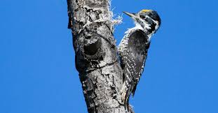 Attēlu rezultāti vaicājumam “Picoides tridactylus adult”