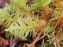 Attēlu rezultāti vaicājumam “Ptilium crista-castrensis sporophyte”