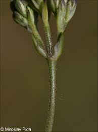 Attēlu rezultāti vaicājumam “Gypsophila fastigiata”