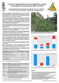 Attēlu rezultāti vaicājumam “Ambrosia artemisiifolia fruit”