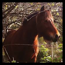 Image result for www.nuevosvecinos.com