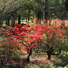 Attēlu rezultāti vaicājumam “Enkianthus campanulatus”