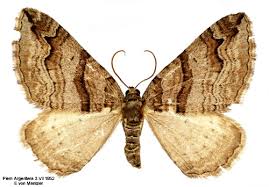 Attēlu rezultāti vaicājumam “Pareulype berberata”