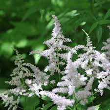 Attēlu rezultāti vaicājumam “Astilbe chinensis leaf”