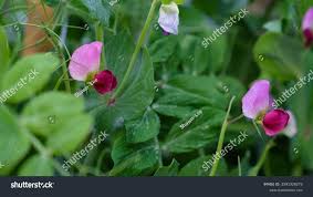 Attēlu rezultāti vaicājumam “Pisum sativum flower”