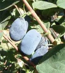 Attēlu rezultāti vaicājumam “Lonicera caerulea var. pallasii fruit”