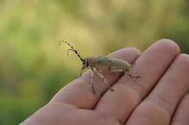 Attēlu rezultāti vaicājumam “Saperda carcharias”