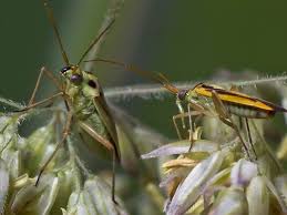 Attēlu rezultāti vaicājumam “Stenotus binotatus male”