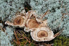 Attēlu rezultāti vaicājumam “Phellodon tomentosus”