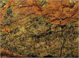 Attēlu rezultāti vaicājumam “Arthonia vinosa”