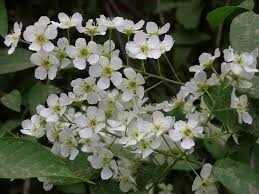 Attēlu rezultāti vaicājumam “Prunus padus var. roseiflora”