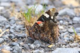 Attēlu rezultāti vaicājumam “Vanessa atalanta upperside”