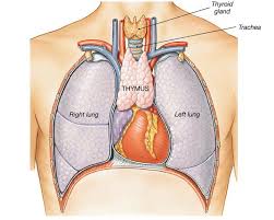 Image result for Thymus
