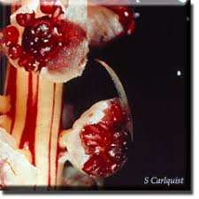 Attēlu rezultāti vaicājumam “Comatricha alta stalked”