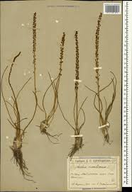 Attēlu rezultāti vaicājumam “Triglochin maritimum”