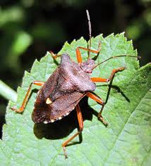 Attēlu rezultāti vaicājumam “Pentatoma rufipes”