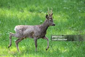 Attēlu rezultāti vaicājumam “Capreolus capreolus”