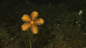 Attēlu rezultāti vaicājumam “Cribraria costata stalked”