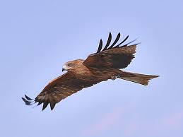Image result for Milvus milvus
