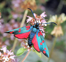 Attēlu rezultāti vaicājumam “Zygaena sp.”