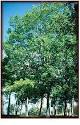 Hevea Brasiliensis Hardwood - Mission Furniture