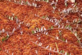 Attēlu rezultāti vaicājumam “Oxycoccus fruit”