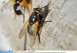 Attēlu rezultāti vaicājumam “Mesembrina meridiana”