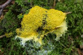 Attēlu rezultāti vaicājumam “Physaraceae”