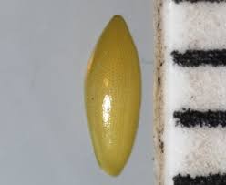 Attēlu rezultāti vaicājumam “Najas flexilis”